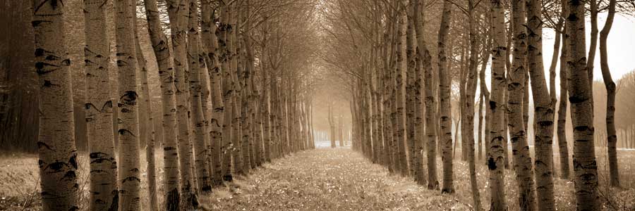 The Shimmering Forest by artist  Heather Ross