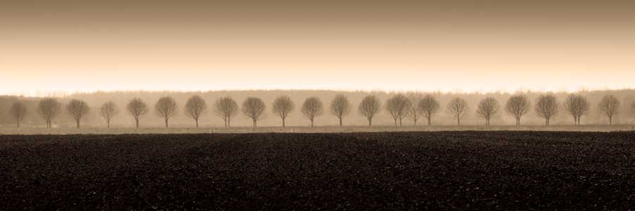 Dappled Morning Fields by artist Heather Ross