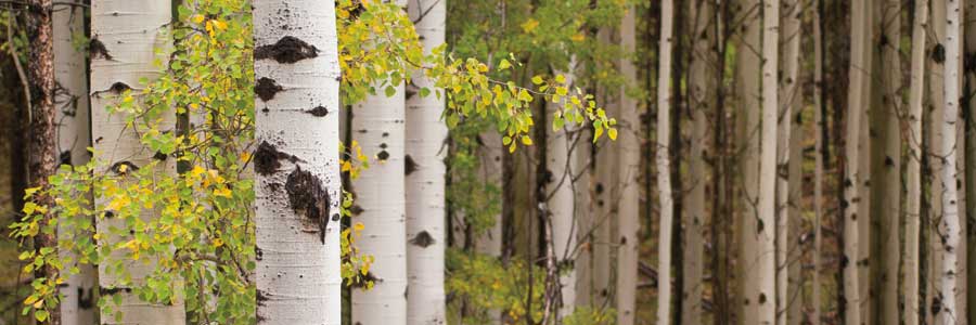 White Forest Standing by artist Heather Ross