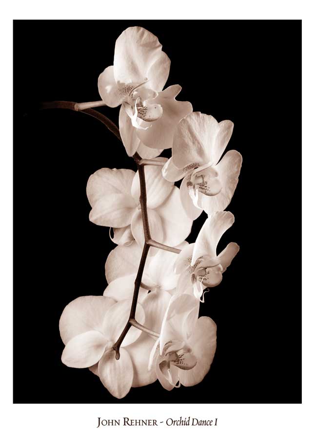 Orchid Dance I by artist  John  Rehner