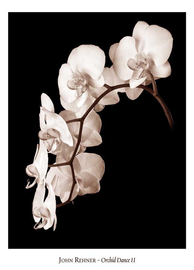 Orchid Dance II by artist  John  Rehner