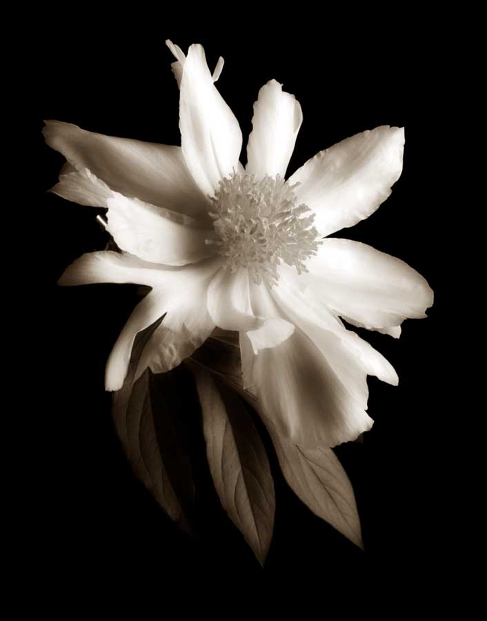 Portrait in White II by artist  John  Rehner