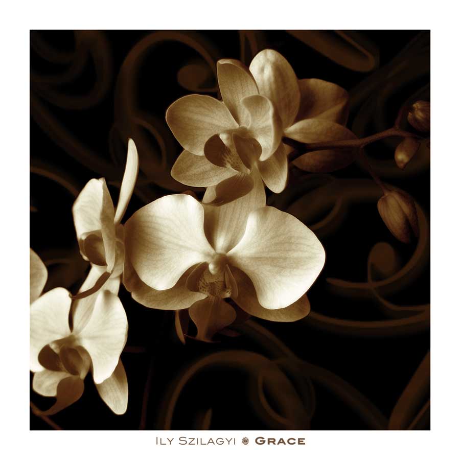 Grace by artist Ily Szilagyi