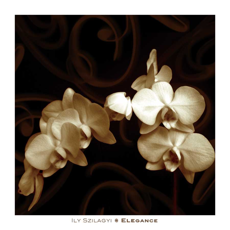 Elegance by artist Ily Szilagyi