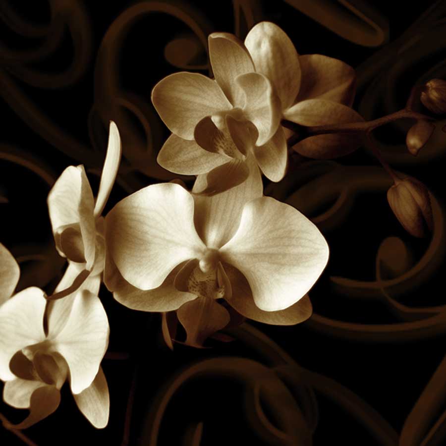 Grace by artist Ily Szilagyi