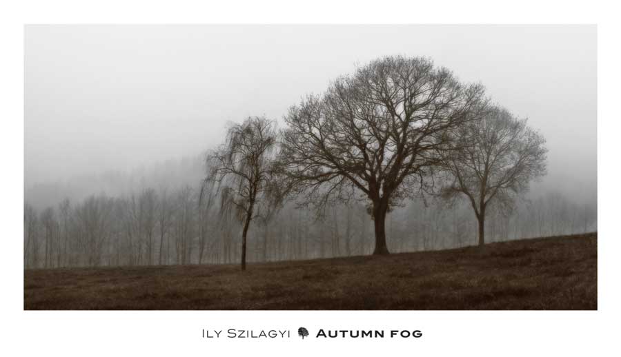 Autumn Fog by artist Ily Szilagyi