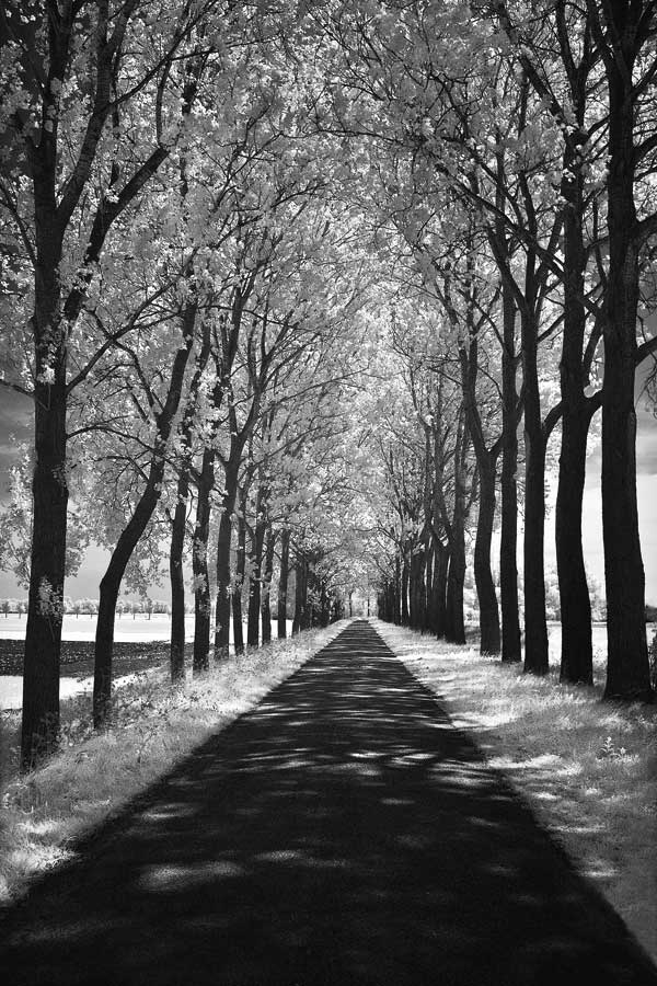 Follow Me by artist Ily Szilagyi