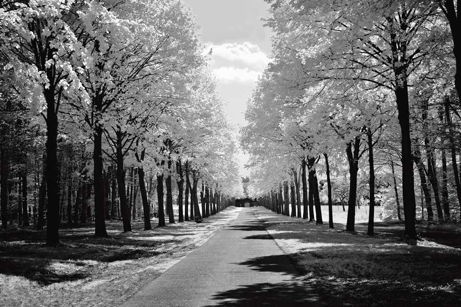 Sublime by artist Ily Szilagyi