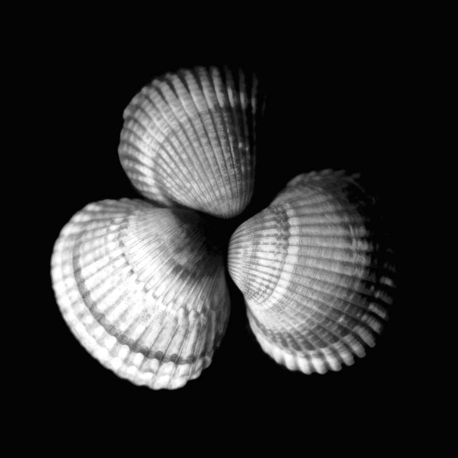 Shell Collection I by artist Ily Szilagyi