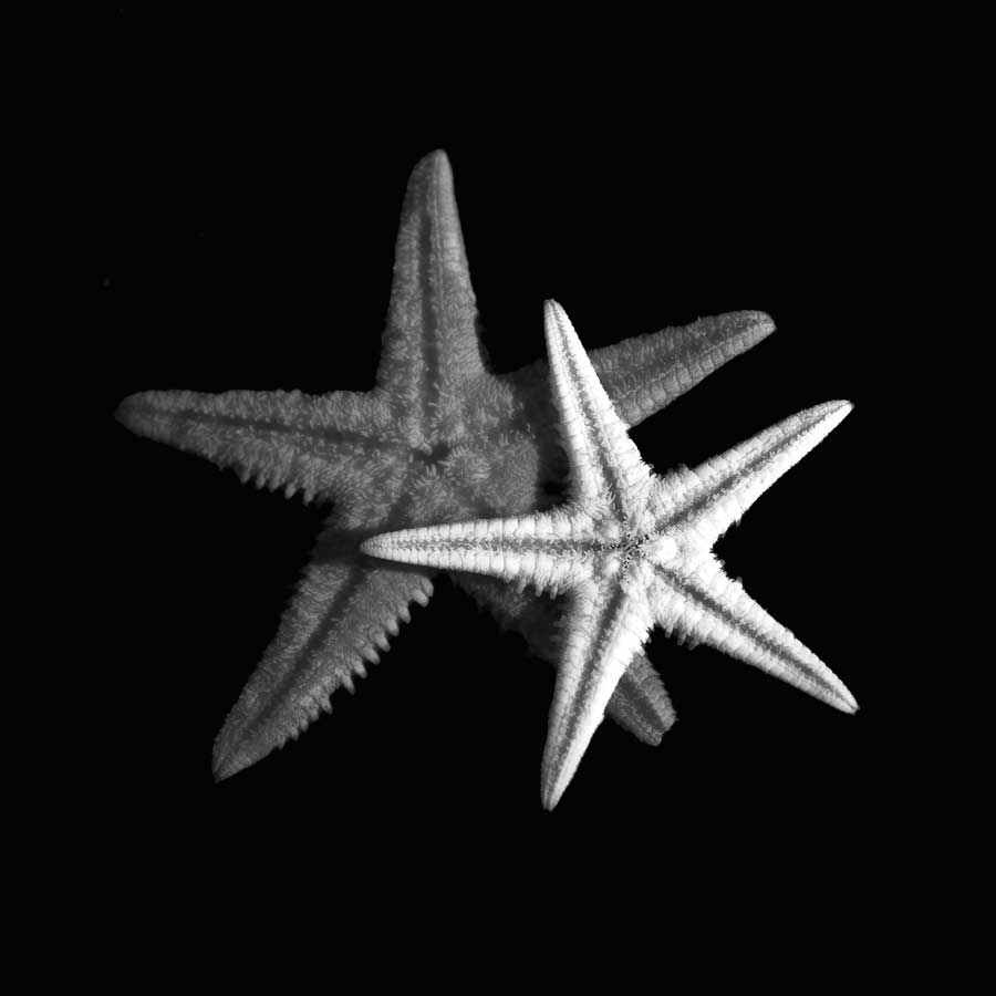 Shell Collection II by artist Ily Szilagyi