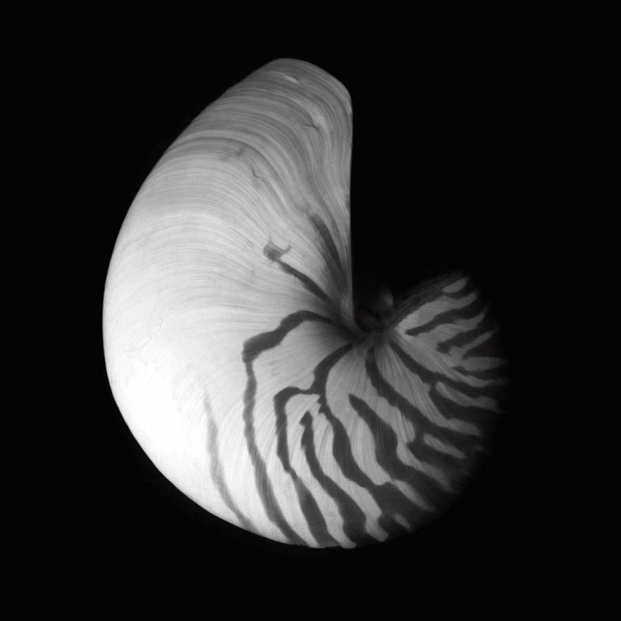 Shell Collection III by artist Ily Szilagyi