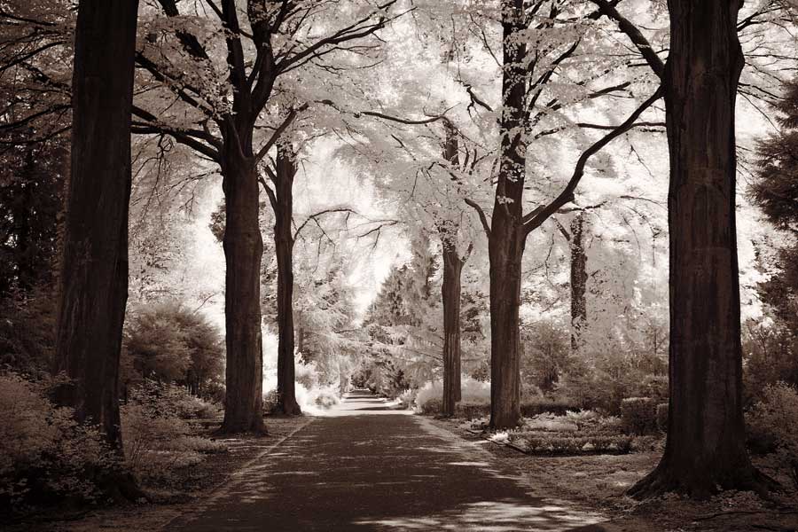 Arcadia by artist Ily Szilagyi