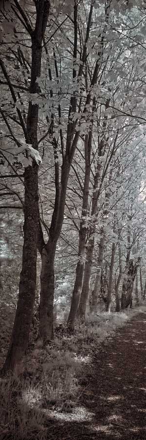 A Walk To Remember I by artist Ily Szilagyi