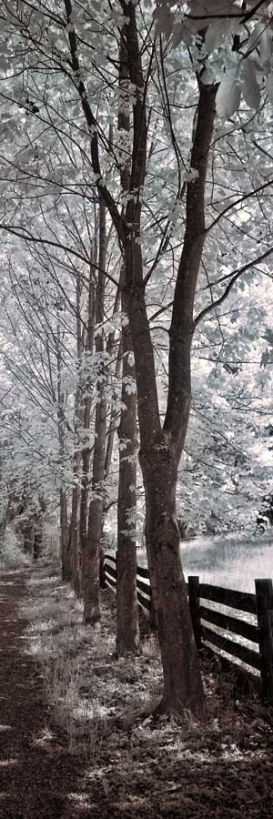 A Walk To Remember II by artist Ily Szilagyi