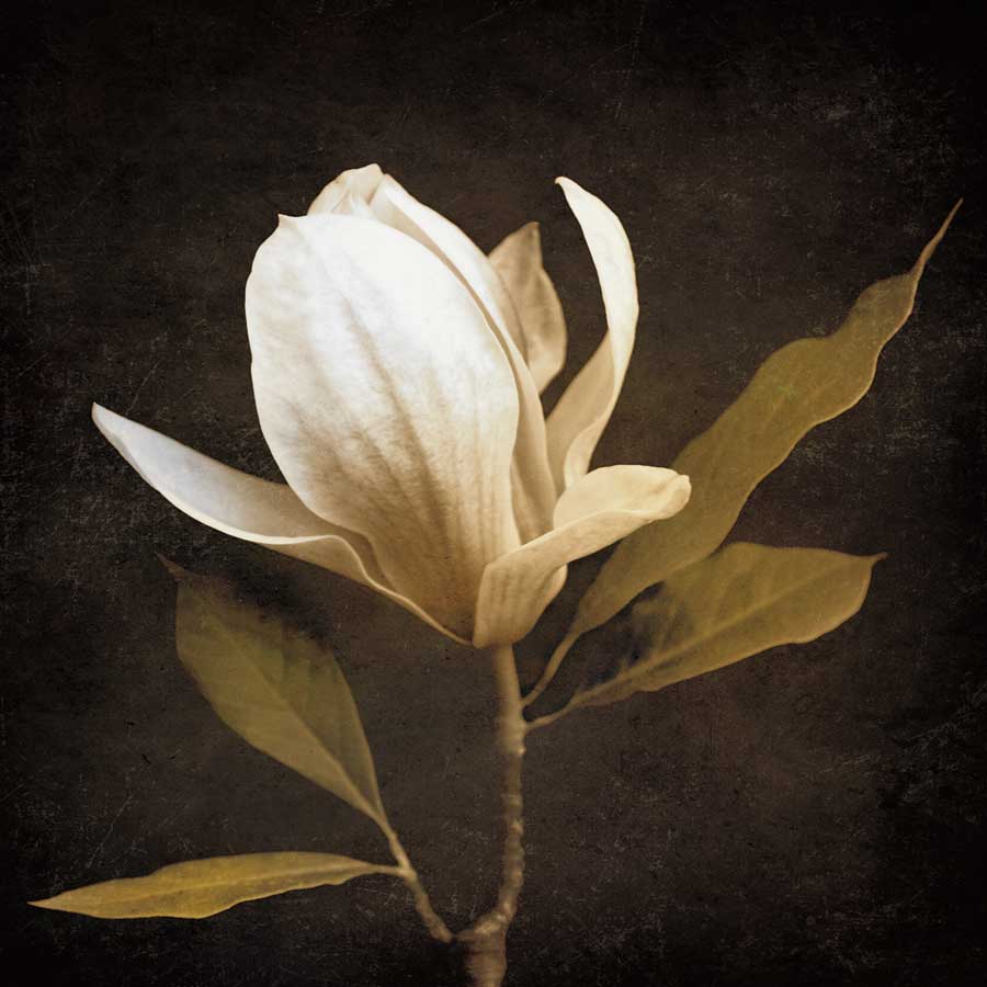 Grandeur by artist  Ily Szilyagi